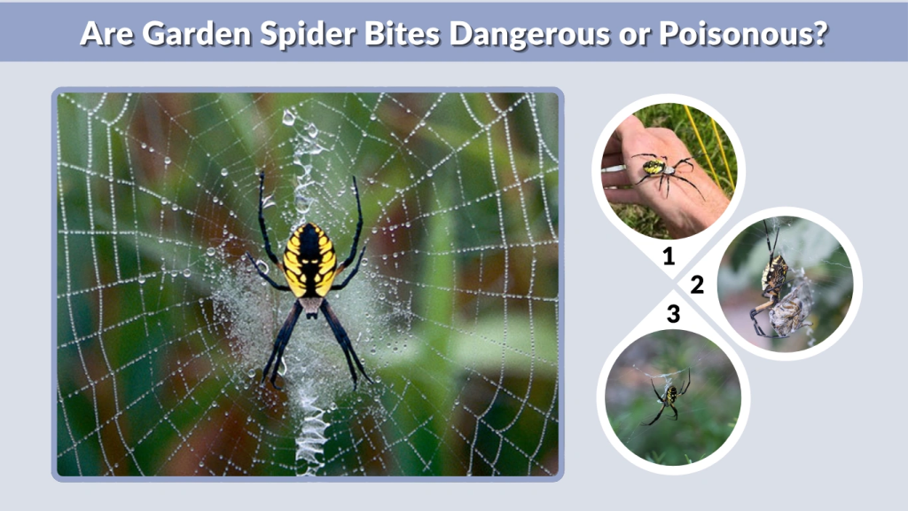 Are Garden Spider Bites Dangerous or Poisonous
