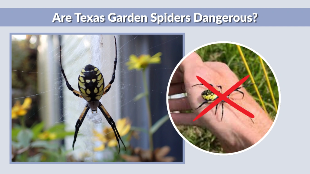 Are Texas Garden Spiders Dangerous