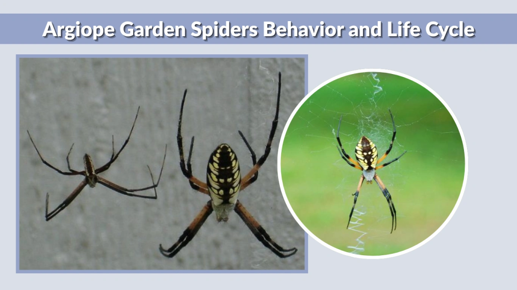 Argiope Garden Spiders Behavior and Life Cycle