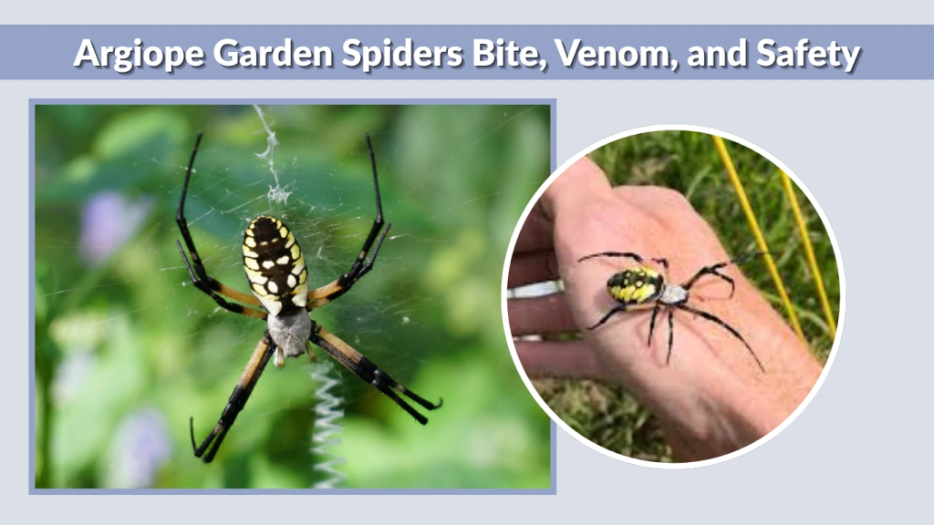 Argiope Garden Spiders Bite, Venom, and Safety