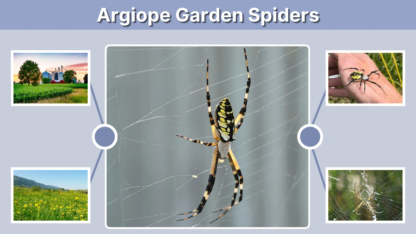 Argiope Garden Spiders Identification, Species, and Behavior Explained