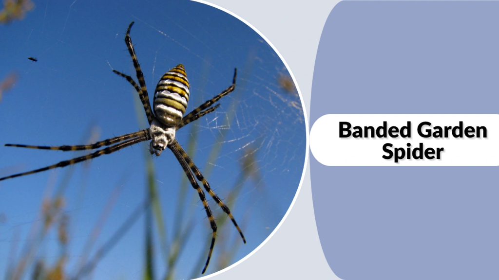 Banded Garden Spider
