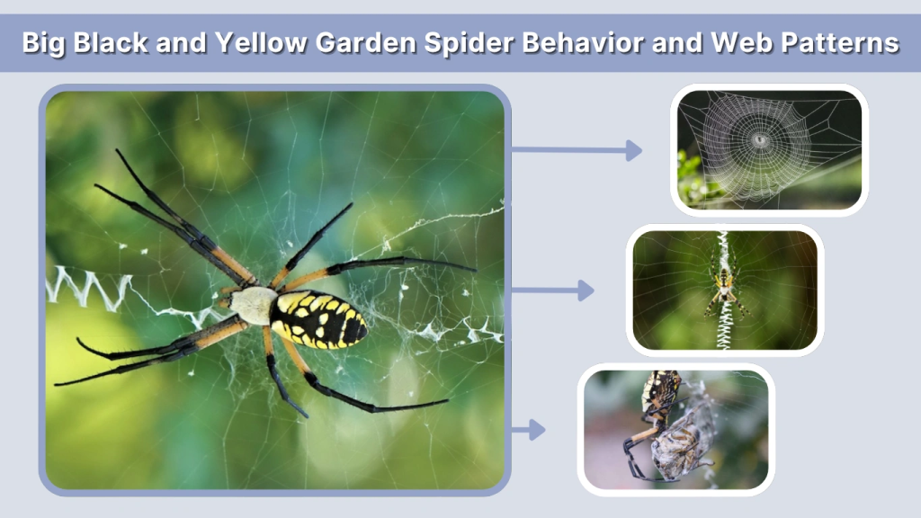 Big Black and Yellow Garden Spider Behavior and Web Patterns
