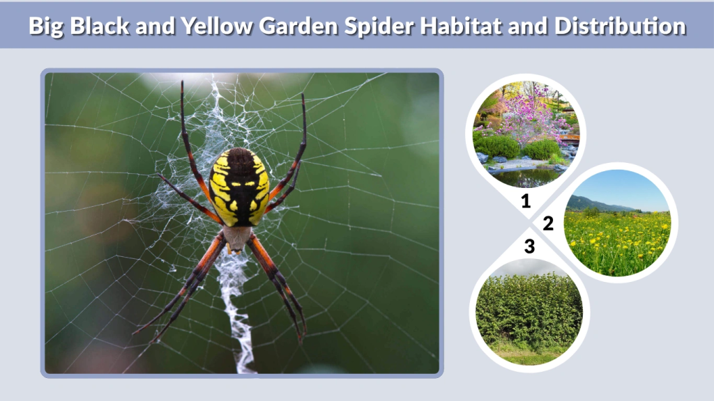 Big Black and Yellow Garden Spider Habitat and Distribution