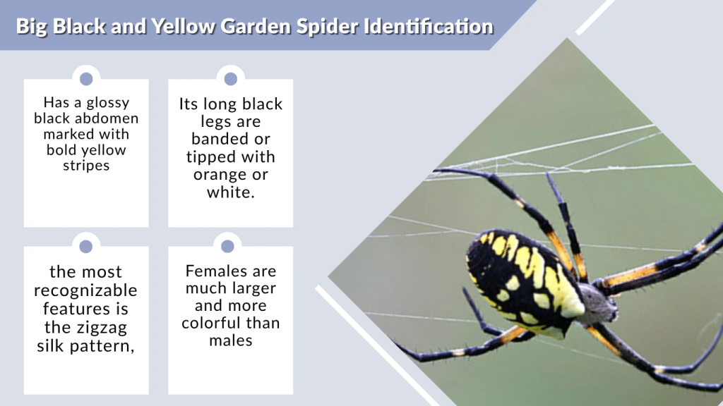 Big Black and Yellow Garden Spider Identification
