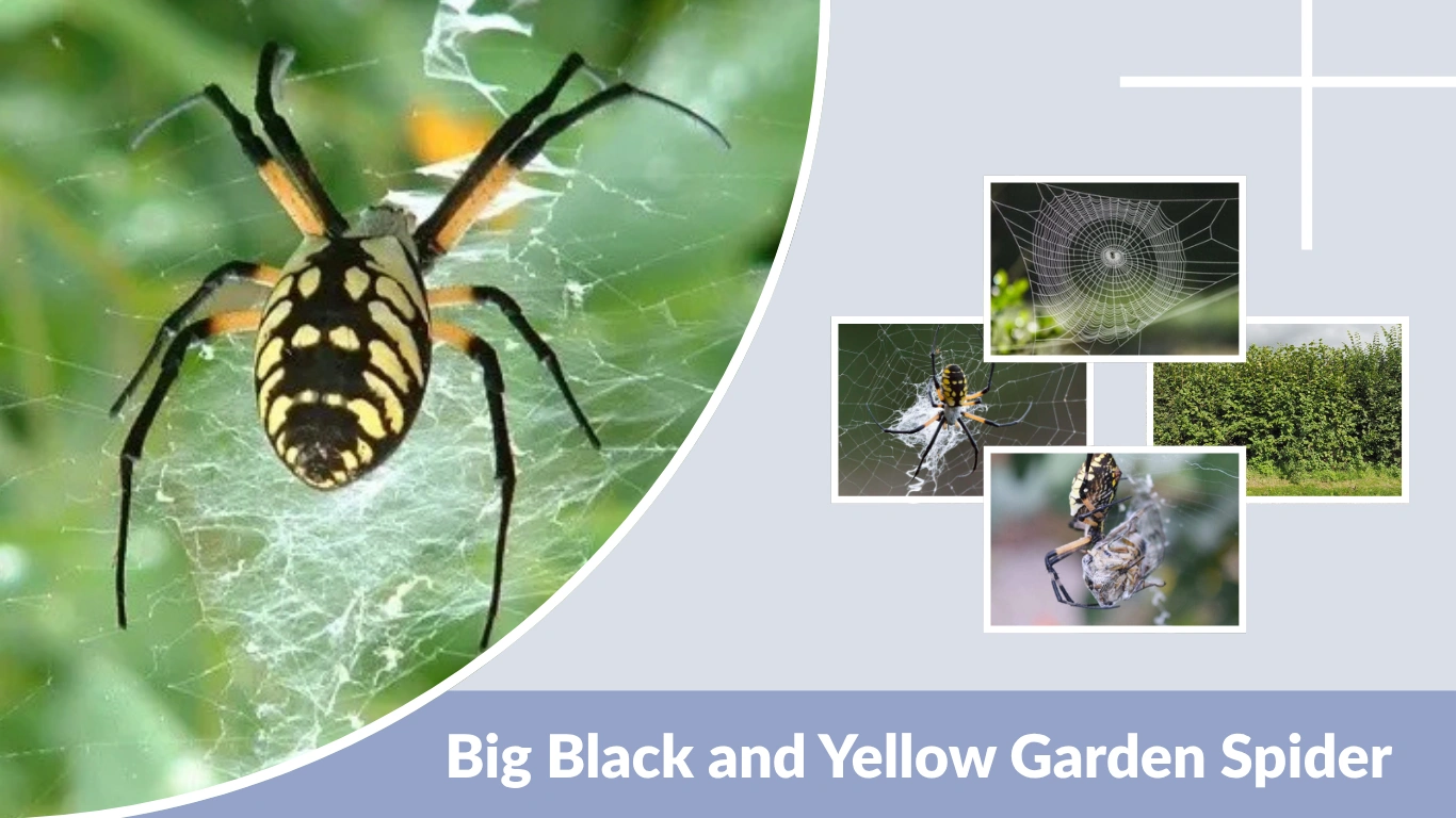 Big Black and Yellow Garden Spider Identification, Size, and Facts