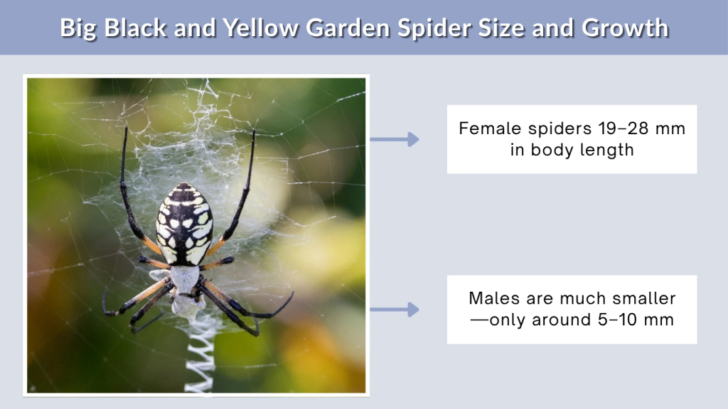 Big Black and Yellow Garden Spider Size and Growth