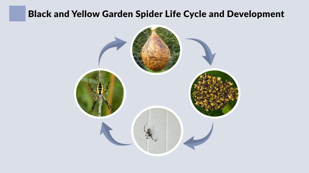 Black and Yellow Garden Spider Life Cycle and Development