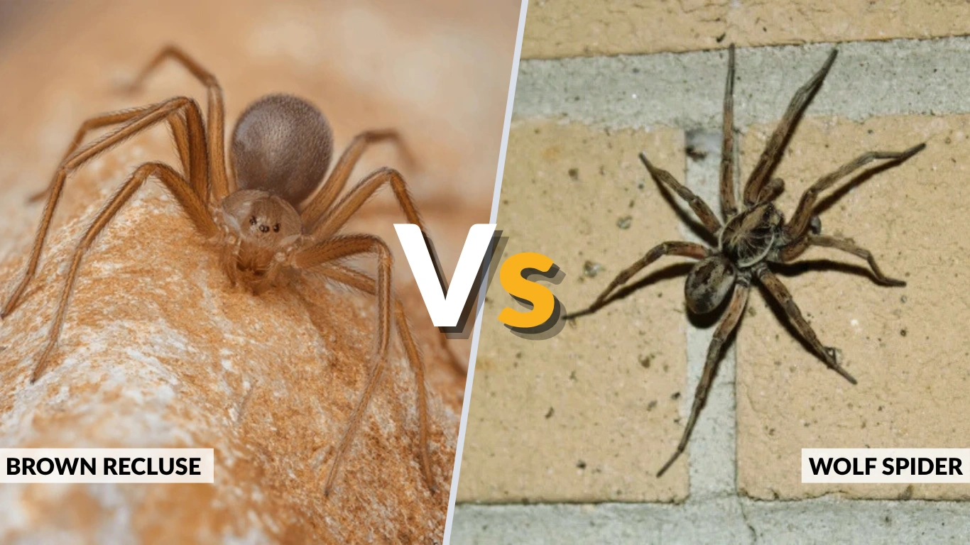 Brown Recluse vs Wolf Spider Identification, Bites & Key Differences