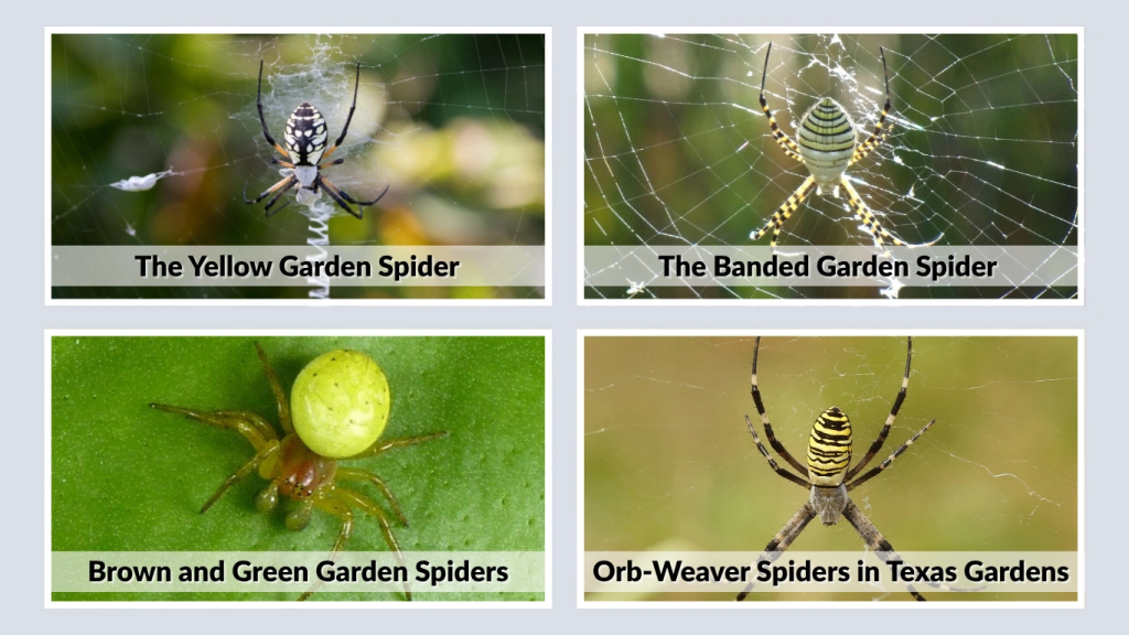 Common Garden Spiders in Texas