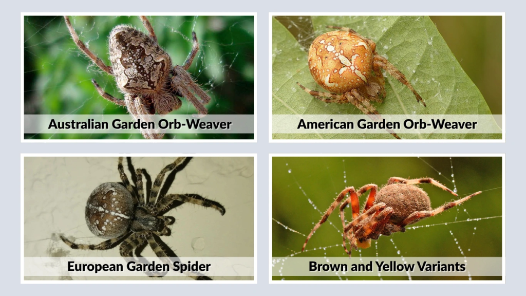 Common Species of Garden Orb-Weaving Spiders