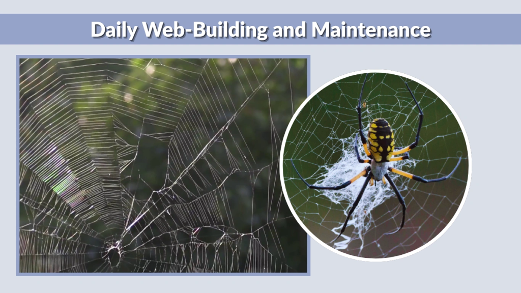 Daily Web-Building and Maintenance