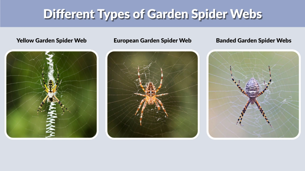 Different Types of Garden Spider Webs