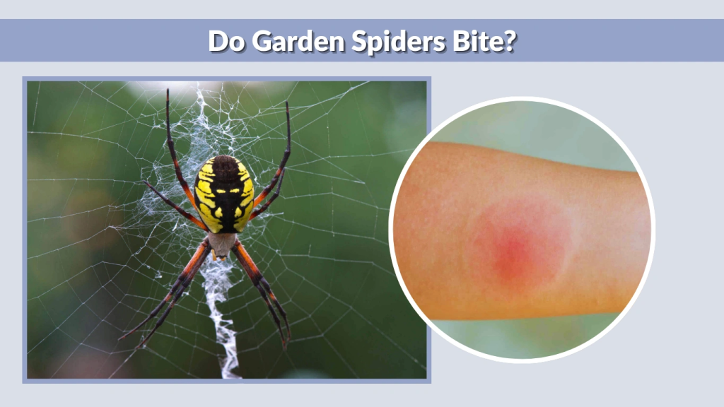 Do Garden Spiders Bite
