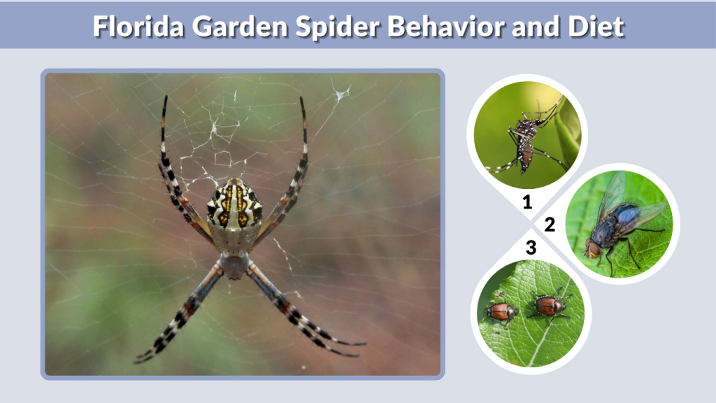 Florida Garden Spider Behavior and Diet