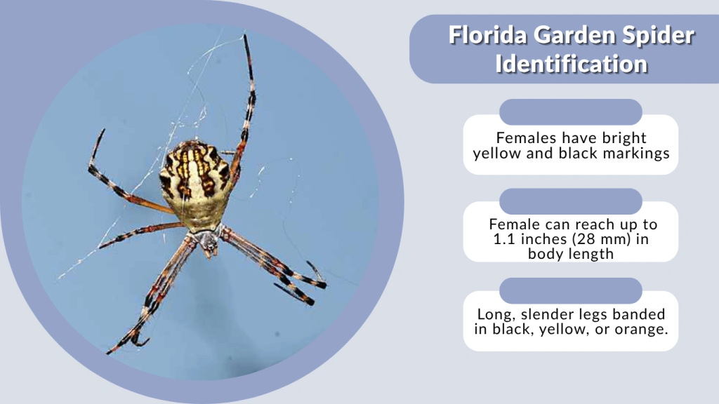 Florida Garden Spider Identification