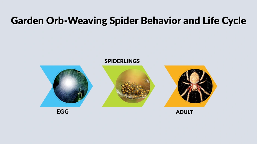 Garden Orb-Weaving Spider Behavior and Life Cycle