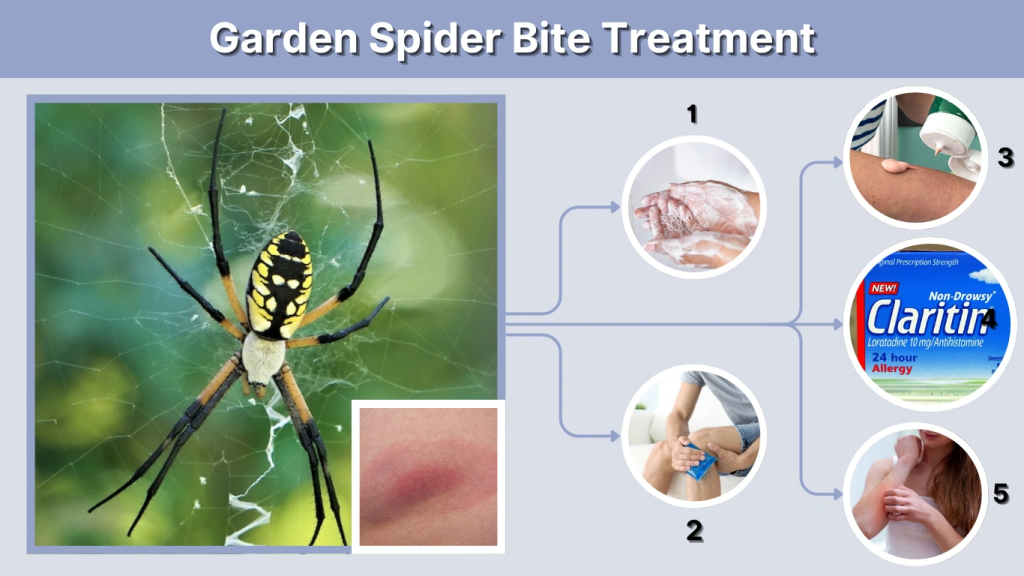 Garden Spider Bite Treatment