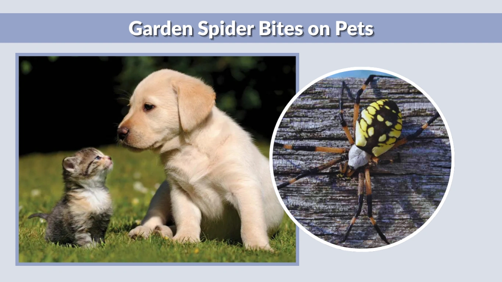 Garden Spider Bites on Pets