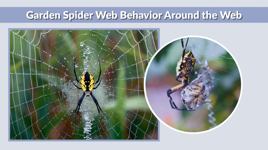 Garden Spider Web Behavior Around the Web