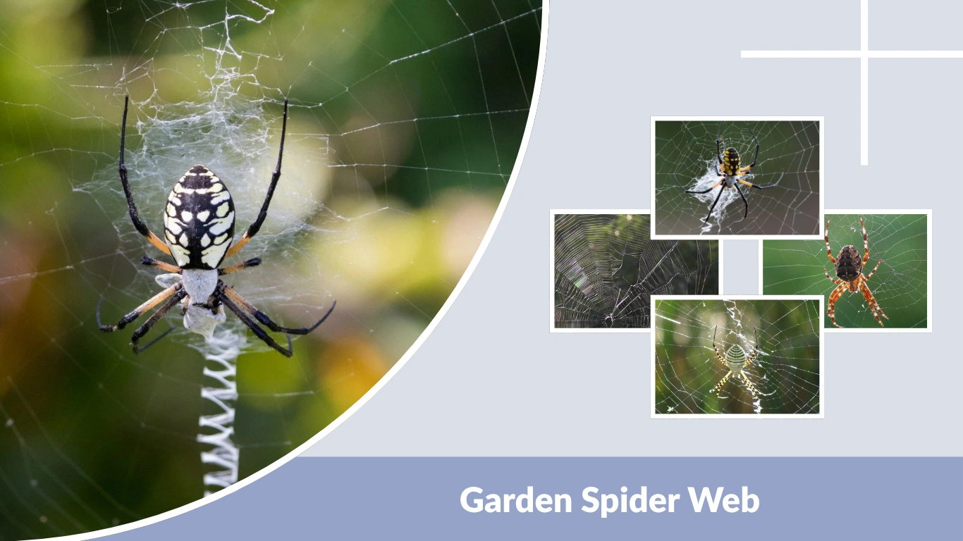 Garden Spider Web Design, Purpose, and Fascinating Facts