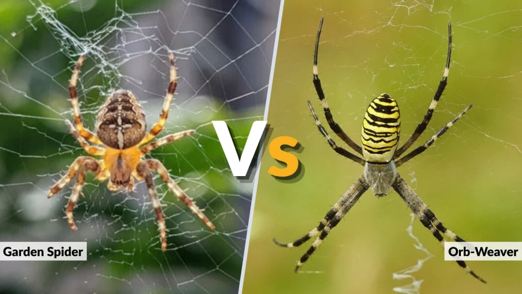Garden Spider vs. Orb-Weaver — What’s the Difference