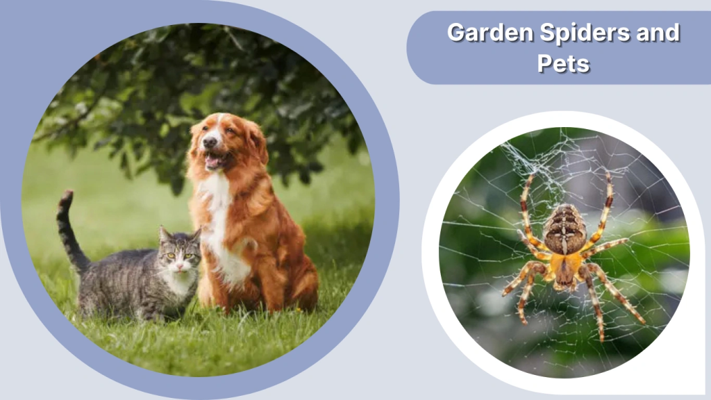 Garden Spiders and Pets