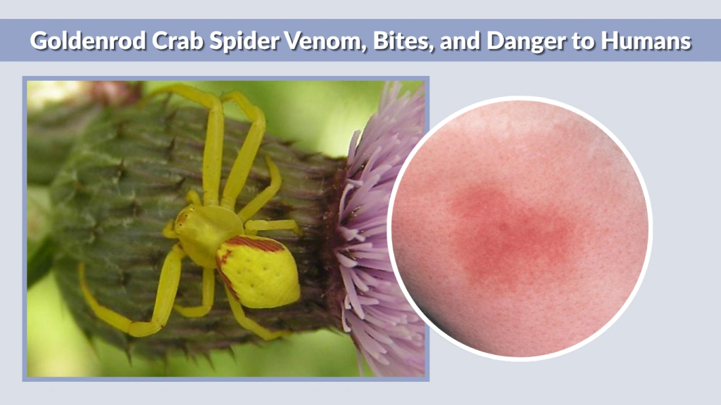 Goldenrod Crab Spider Venom, Bites, and Danger to Humans