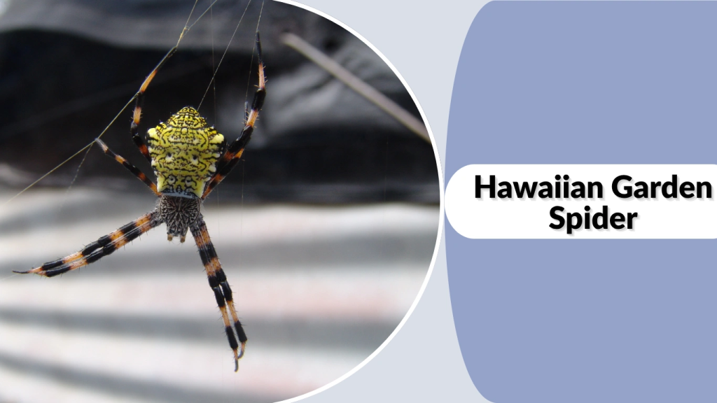 Hawaiian Garden Spider