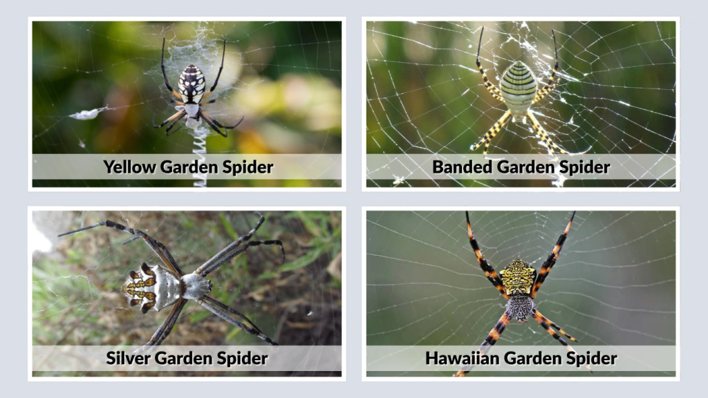 Identification Tips and Comparison Guide