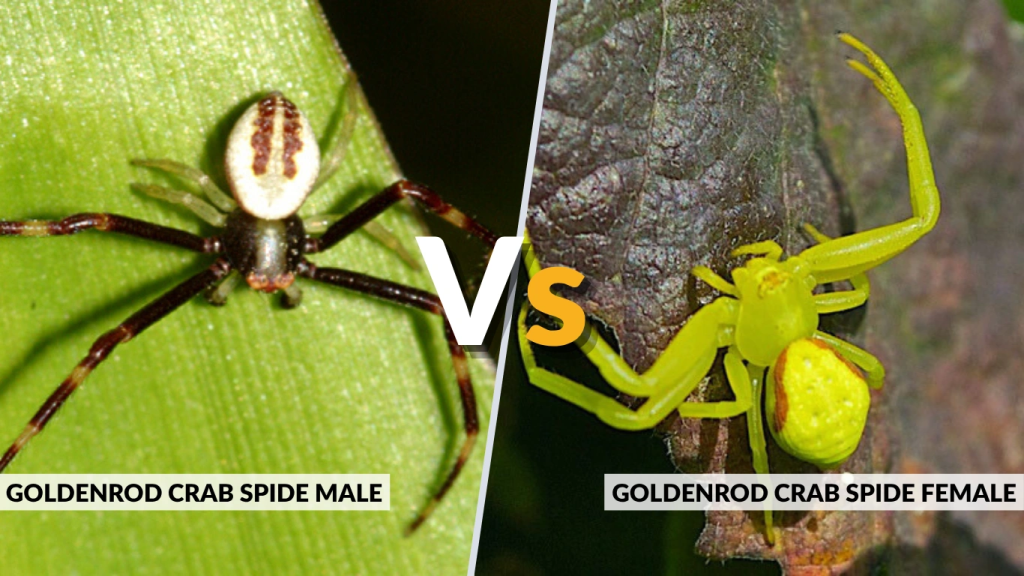 Goldenrod Crab Spider Size Color Habitat And Key Facts