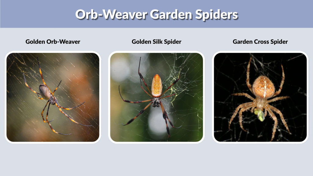 Orb-Weaver Garden Spiders