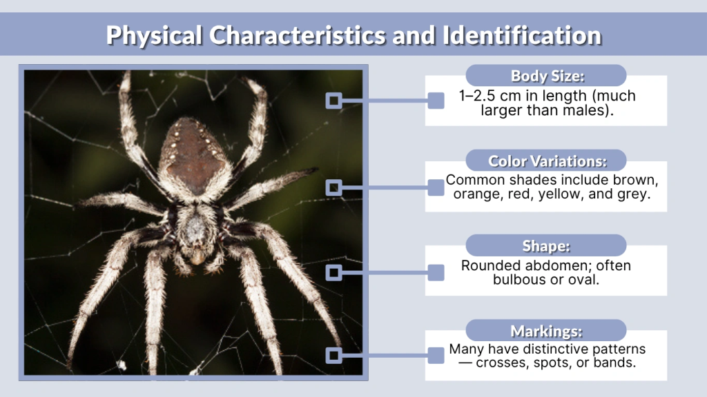Physical Characteristics and Identification