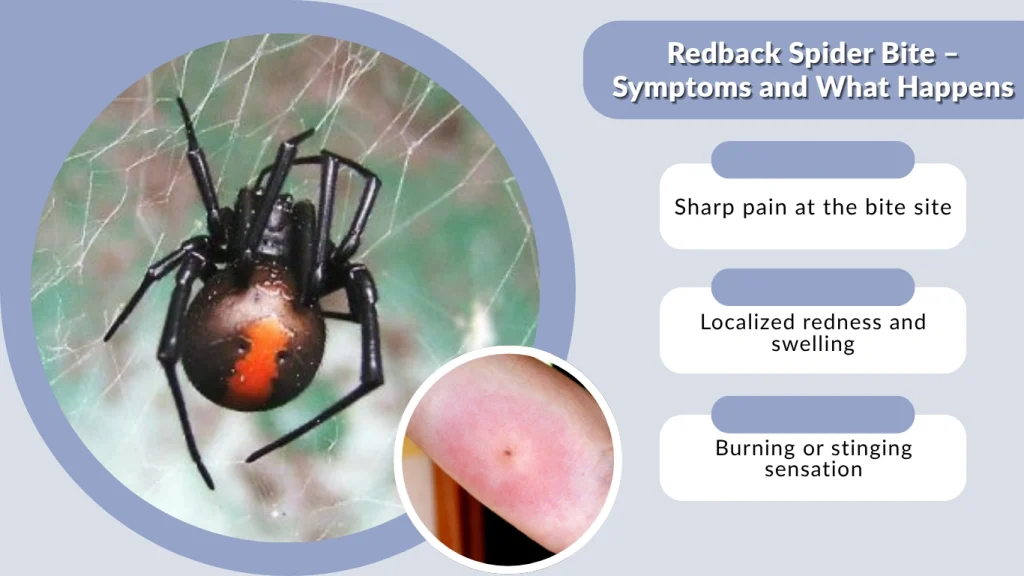 Redback Spider Bite – Symptoms and What Happens