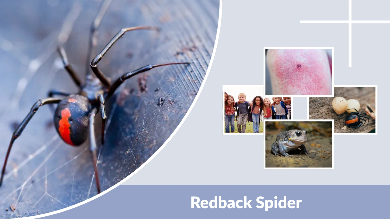 Redback Spider Identification, Dangers, Bites, and Prevention (Complete Guide)
