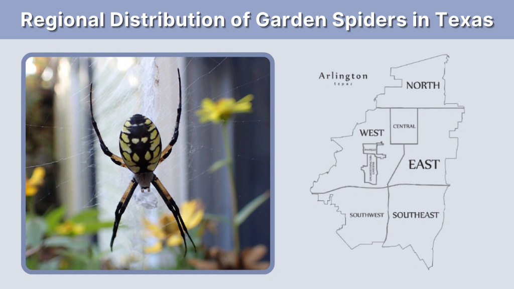 Regional Distribution of Garden Spiders in Texas