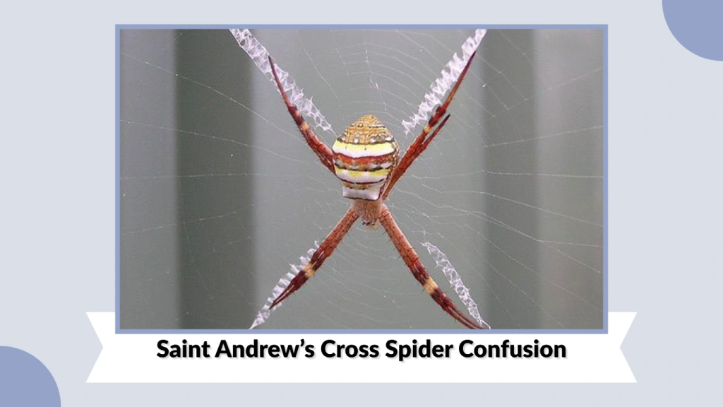 Saint Andrew’s Cross Spider Confusion