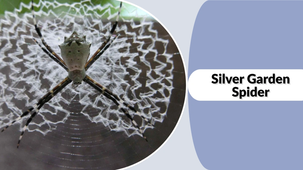 Silver Garden Spider