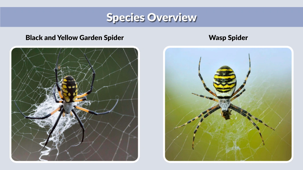 Species Overview