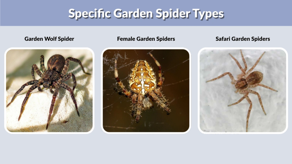 Specific Garden Spider Types