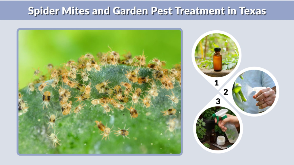 Spider Mites and Garden Pest Treatment in Texas
