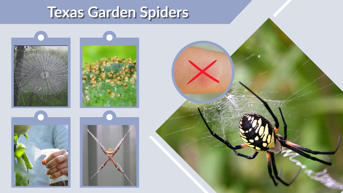 Texas Garden Spiders Identification, Types, and Safety Guide