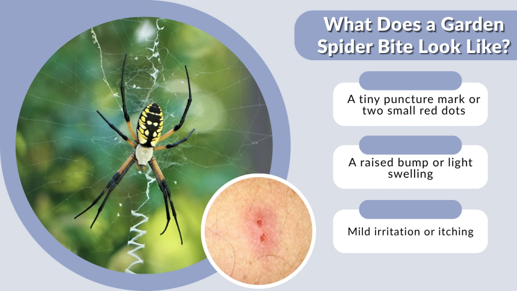 What Does a Garden Spider Bite Look Like