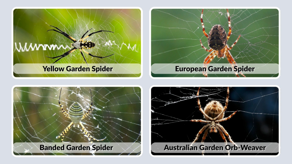 What Is a Garden Orb-Weaving Spider