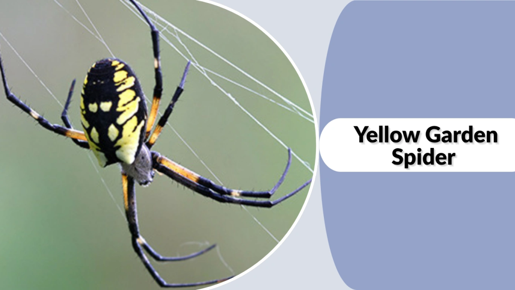 Yellow Garden Spider