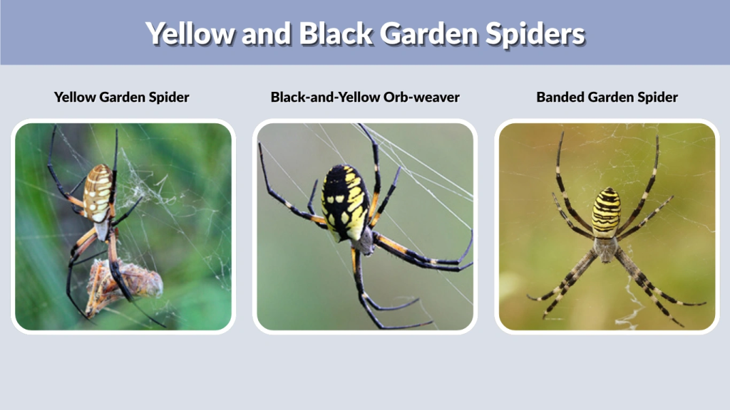 Yellow and Black Garden Spiders