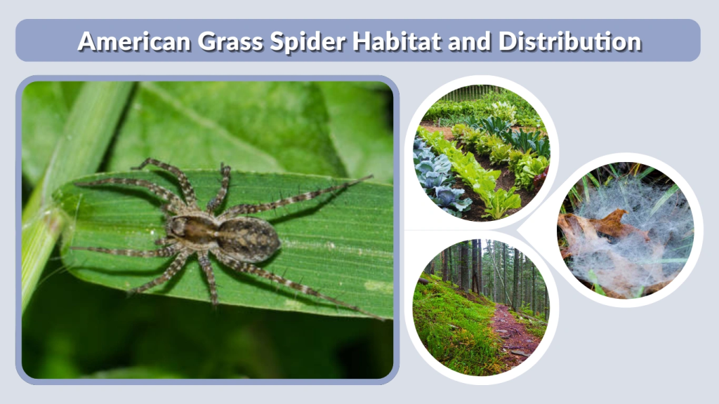 American Grass Spider Habitat and Distribution