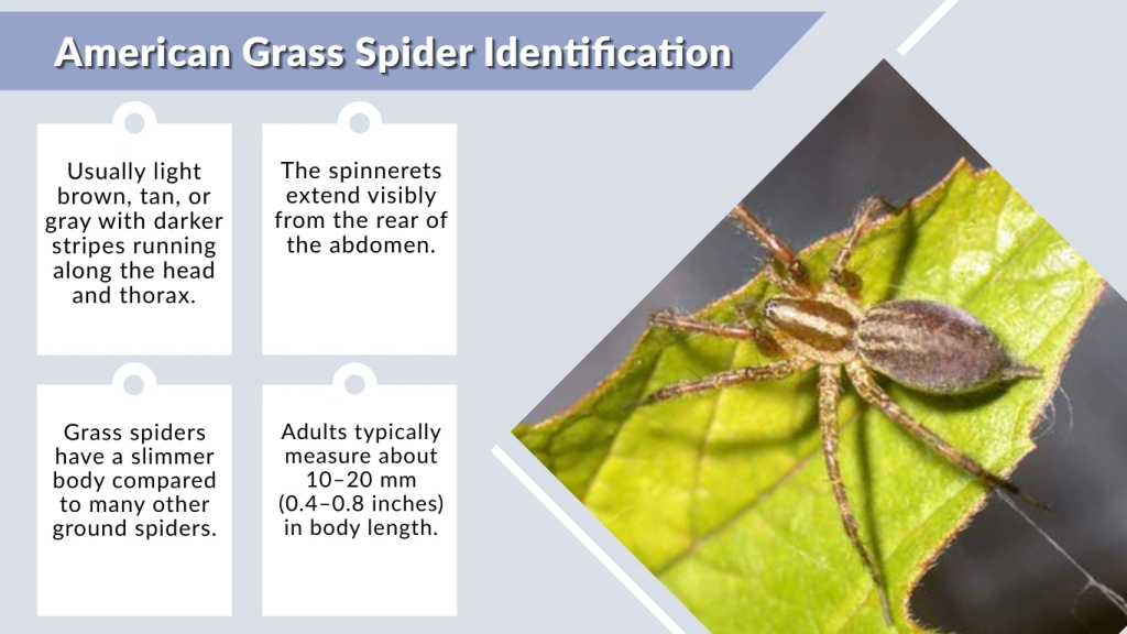 American Grass Spider Identification