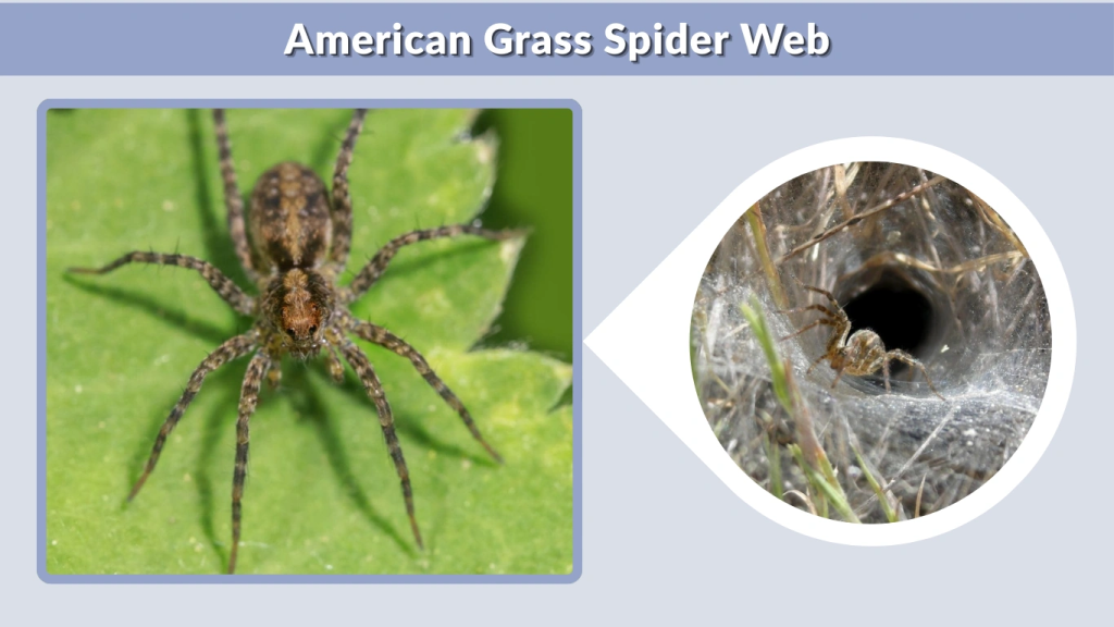 American Grass Spider Web