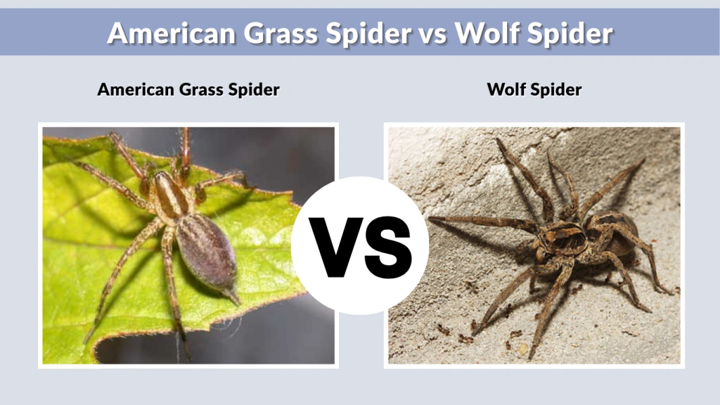 American Grass Spider vs Wolf Spider